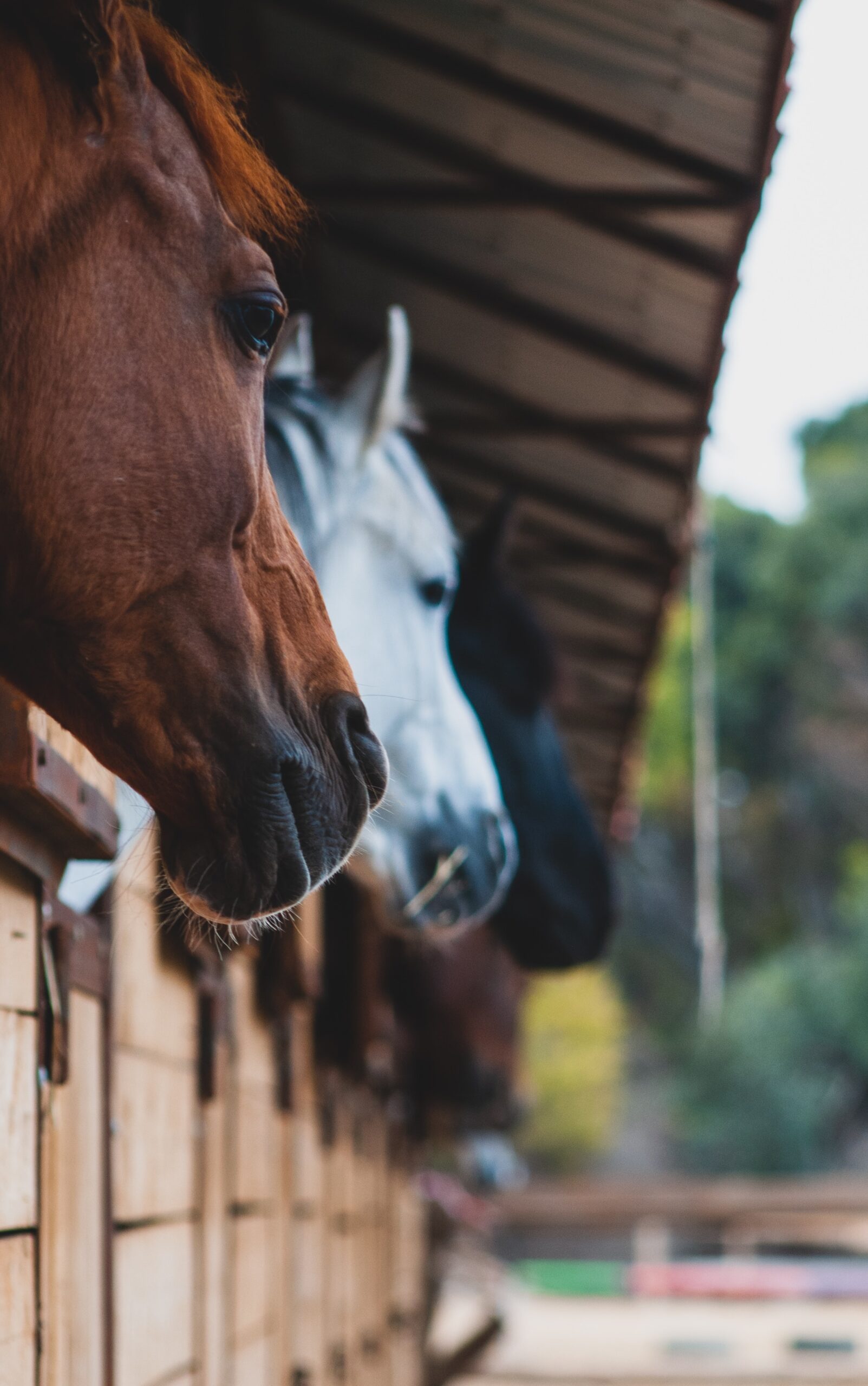 Chevaux en box